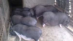 porci vietnamezi