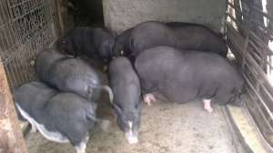 porci vietnamezi