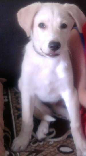 Dau urgent spre adoptie pui labrador