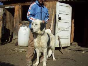Ciobanesc Romanesc de Bucovina talie mare