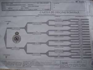 Ciobanesc Romanesc de Bucovina talie mare