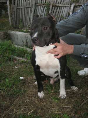 pui amstaff