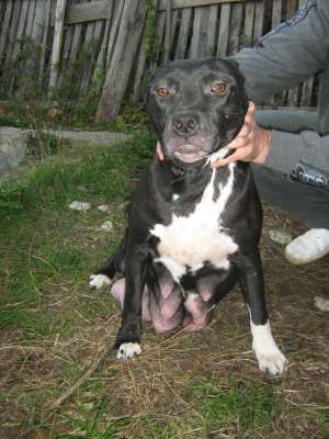 pui amstaff