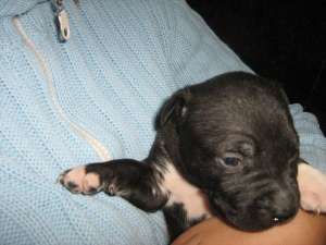 pui amstaff