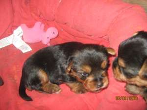 vand pui yorkshire toy