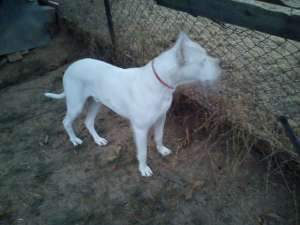 Vand mascul Dog Argentinean