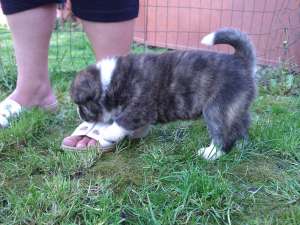 Akita Inu Tigrati