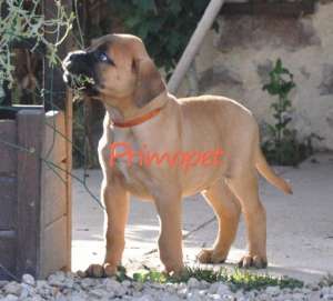 Vand catei Bullmastiff