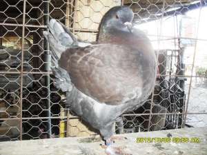 Porumbei