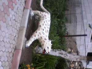animale ornamentale