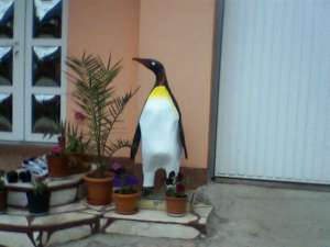 animale ornamentale