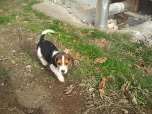 catei beagle