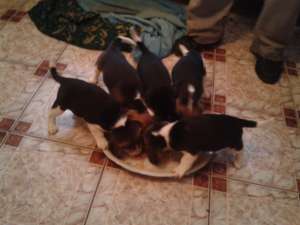 VAND Beagle Englez