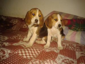 VAND Beagle Englez