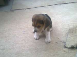 caine beagle