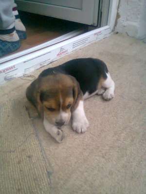 caine beagle