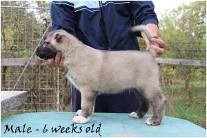 Pui Kangal de vanzare