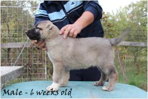 Pui Kangal de vanzare