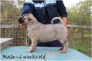 Pui Kangal de vanzare