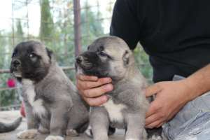 Pui Kangal de vanzare