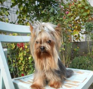 Pui yorkshire terrier toy