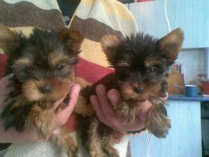 Pui yorkshire terrier toy
