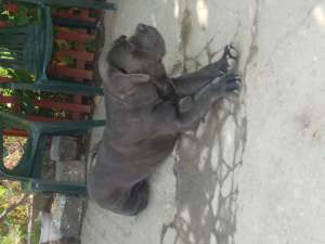 ofer pt monta mascul cane corso. exemplar deosebit
