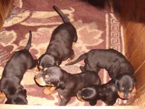 Catei copoi ardelenesc de vanzare