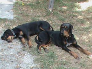 Catei copoi ardelenesc de vanzare