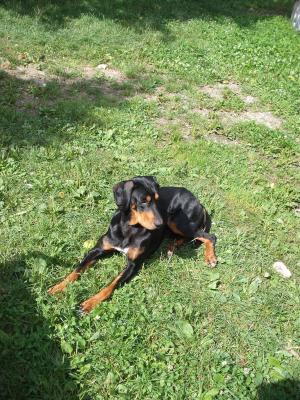 Catei copoi ardelenesc de vanzare