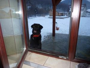 CAUT FEMELE LABRADOR PENTRU IMPERECHERE-CONSTANTA NAVODARI