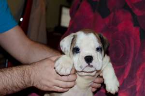 pui bulldog englez