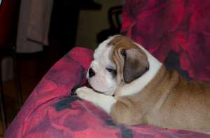 pui bulldog englez