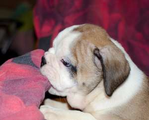 pui bulldog englez