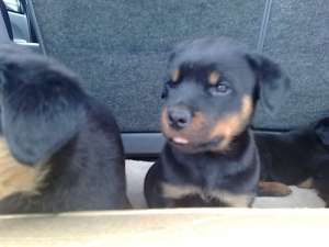 Vand 4 pui rottweiler