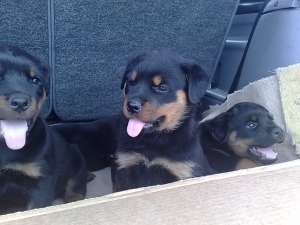Vand 4 pui rottweiler