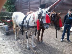 Vand iapa sura in varsta de 9 ani