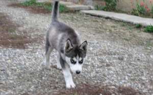 Vand Husky Siberian