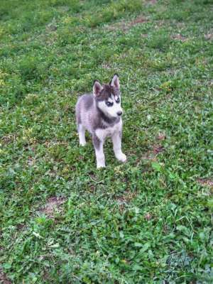 Vand Husky Siberian