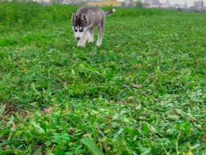 Vand Husky Siberian