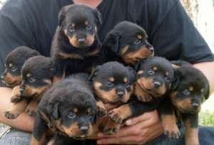 vand catei rottweiler