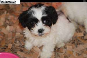 vand pui bichon alb cu negru