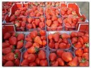 Vand STOLONI CAPSUNI diverse soiuri din pepiniera proprie. 0, 25 bani. tel> 0754972066