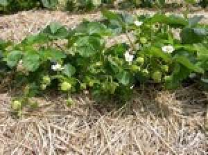 Vand STOLONI CAPSUNI diverse soiuri din pepiniera proprie. 0, 25 bani. tel> 0754972066