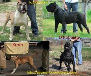 pui Presa Canario