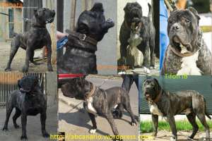 pui Presa Canario