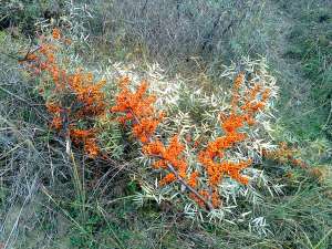 Vand catina din flora spontana