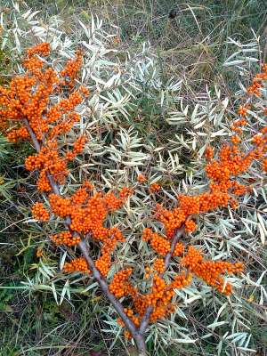 Vand catina din flora spontana
