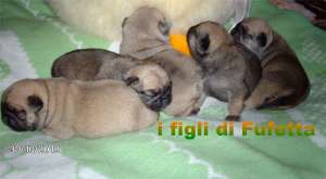Vand catelusi superbi Mops-Pug Carlino