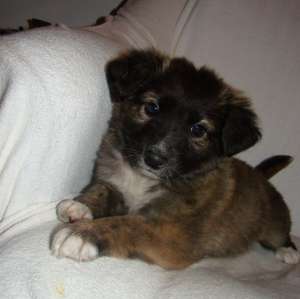 Catei metisi spre adoptie